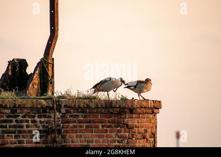 Two seagulls sitting on an old red brick building. Stock Photo