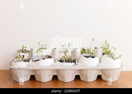 Fresh sprouts in egg shells in carton box on white background. Arugula, basil, watercress sprouts microgreen in eggshells. Reuse, plastic free seedlin Stock Photo
