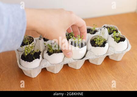 Hand holding fresh sprouts in egg shells in carton box on wooden background. Arugula, basil, watercress microgreens in eggshells with soil. Reuse. Pla Stock Photo