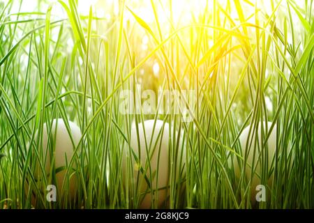 Three chicken eggs were hidden in green grass, sunlight Stock Photo