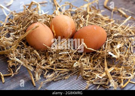 Free range eggs Stock Photo