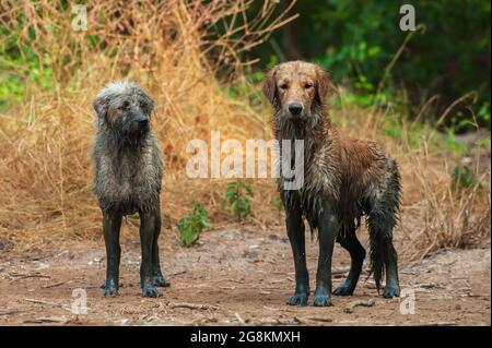 Dirty and funniest from mud, two dogs stands next to a mud, portrait muddy a Schnoodle stands next to a muddy Golden Retriever. Stock Photo