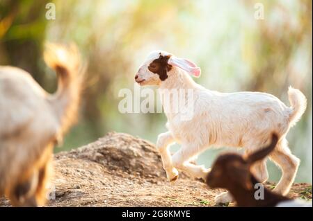 A herd of white goats kids running on a pasture at sunrise. Domestic goat. Stock Photo