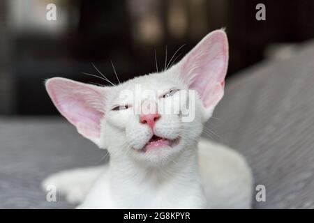 Portrait of oriental shorthair white kitten with blue eyes Stock Photo