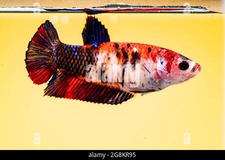 Siamese fighting fish colorful in yellow with yellows background. Stock Photo