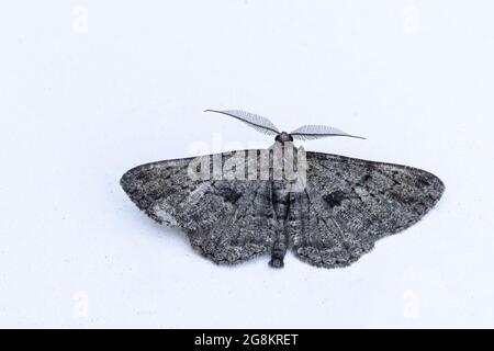 Willow Beauty Moth (Peribatodes rhomboidaria) Stock Photo