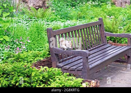 Grey squirrel sitting on a City of London park bench eating a nut in Bunhill Fields London EC1 England UK   KATHY DEWITT Stock Photo