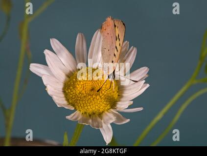 Detail of a Purplish Copper butterfly, Lycaena helloides, nectaring on a wildflower in the alpine country of the Ochocho Mountains in central Oregon, Stock Photo