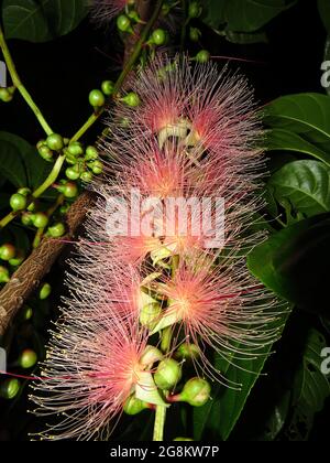 Closeup of Barringtonia racemosa flower at a summer night Stock Photo