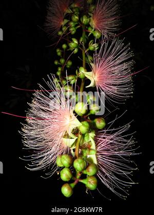 Closeup of Barringtonia racemosa flower at a summer night Stock Photo