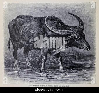 Indian Buffalo Feral Race The water buffalo (Bubalus bubalis), also called the domestic water buffalo or Asian water buffalo, is a large bovid originating in the Indian subcontinent and Southeast Asia.  From the book ' Royal Natural History ' Volume 2 Edited by Richard Lydekker, Published in London by Frederick Warne & Co in 1893-1894 Stock Photo