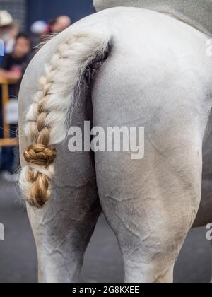 Fancy braided tail of a white horse (Equus ferus) in the annual horse parade (tope) in San Jose, Costa Rica. Stock Photo