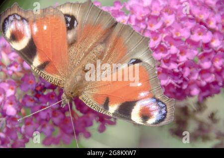 Schmetterling auf einer Blüte Stock Photo