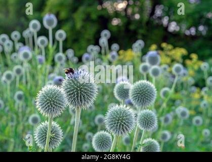 Round and spiky echinops or thistle flowers with bee collecting pollen. Stock Photo