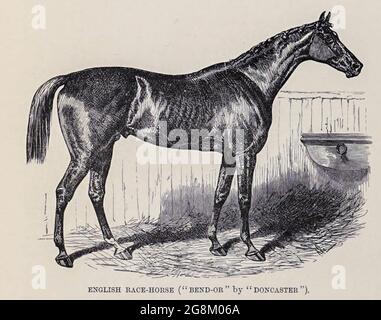 Bend Or (1877–1903) was a British Thoroughbred racehorse who won the 1880 Epsom Derby. His regular jockey Fred Archer, winner of thirteen consecutive British jockey titles, said Bend Or was probably the greatest horse he had ever ridden. Bend Or is the direct male-line ancestor of most modern thoroughbreds. From the book ' Royal Natural History ' Volume 2 Edited by Richard Lydekker, Published in London by Frederick Warne & Co in 1893-1894 Stock Photo