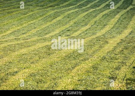 texture of freshly mown meadow Stock Photo