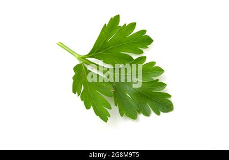 Parsley isolated on white background Clipping Path. Bunch leaves parsley. Fresh raw herbs ingredient food Stock Photo