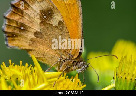 Gatekeeper / hedge brown (Pyronia tithonus) butterfly feeding on nectar from common ragwort / tansy ragwort (Jacobaea vulgaris / Senecio jacobaea) Stock Photo