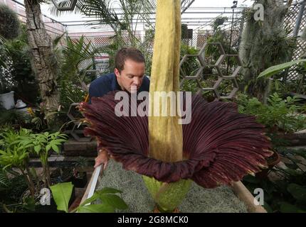July 21, 2021, Raleigh, North Carolina, USA: Dr. BRANDON HUBER takes a sniff of his corpse flower, one of the biggest, stinkiest flowers in the plant kingdom that has just bloomed at North Carolina State University at NC State's Tropical Conservatory. The rare titan arum is named Lupin by Dr. Huber, after a character from the Harry Potter universe, is commonly known as the corpse flower due to its smell of rotting flesh as it blooms. It took the corpse flower 13 years to bloom for the first time in 2016. It bloomed again in 2019. It is expected to continue to do so every 3-7 years. (Credit Ima Stock Photo