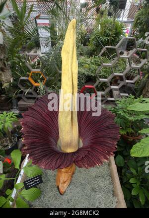 July 21, 2021, Raleigh, North Carolina, USA: A corpse flower, one of the biggest, stinkiest flowers in the plant kingdom has just bloomed at North Carolina State University at NC State's Tropical Conservatory. The rare titan arum is named Lupin by owner after a character from the Harry Potter universe, is commonly known as the corpse flower due to its smell of rotting flesh as it blooms. It took the corpse flower 13 years to bloom for the first time in 2016. It bloomed again in 2019. It is expected to continue to do so every 3-7 years. Less than 400 Amorphophallus titanum blooms have occurred Stock Photo