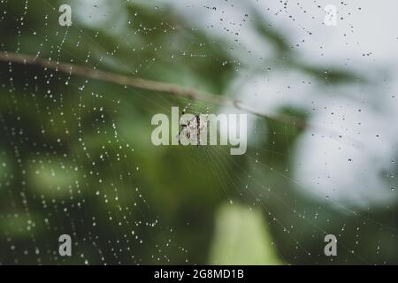 Picture of water droplets trapped in the spider web of Neoscona mukheerjee Stock Photo