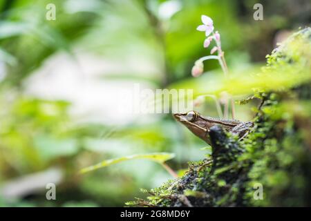 Fungoid frog (Hylarana malabarica) sitting in moss Stock Photo