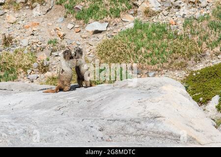 A pair of hoary marmots at Mount Rainier National Park standing on their hind legs and pushing each other on a summer morning Stock Photo