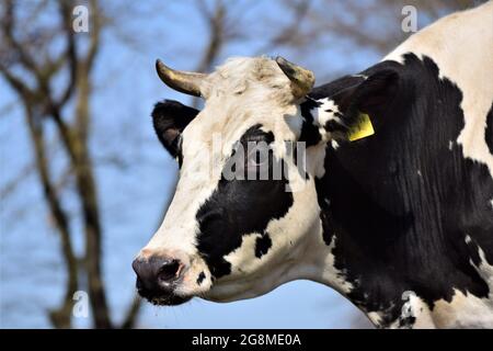 Portrait of the head of a black and white cow against a blue sky with trees Stock Photo