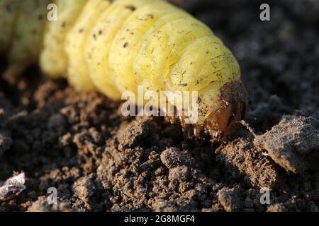 Caterpillar Galleria mellonella; wax moth. Parasite insect. Close-up. Selective focus. Stock Photo