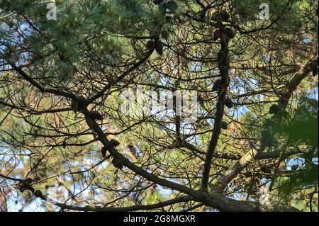 Beautiful bottom view of pine or fir branch with needles and many conifers (Pinophyta) seen in Howth Rhododendron Gardens, Dublin, Ireland. Soft focus Stock Photo