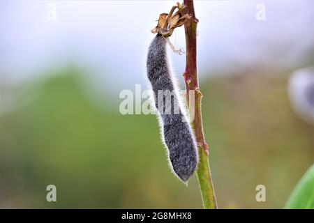 Close up of a black ripe lupine pod against a blurred green background Stock Photo