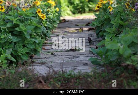 Concrete path in the garden Stock Photo