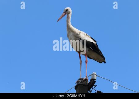 Stork sitting on a power line pole Stock Photo