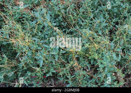 Cuscuta, dodder, parasitic plant on the grass Stock Photo