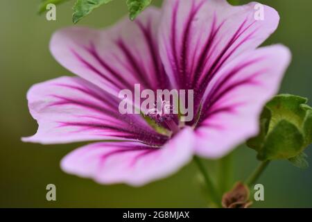 Close up of a zebra mallow blossom Stock Photo