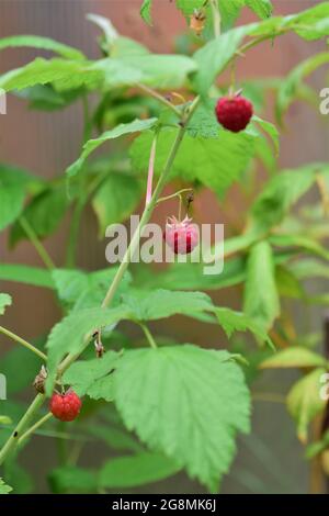 Three ripe red raspberries on the bush Stock Photo