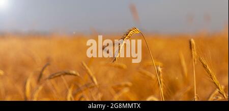 A lone ear grows in a field in the rays of the bright sun. Stock Photo