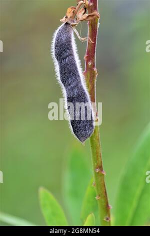 Close up of a black ripe lupine pod against a blurred green background Stock Photo