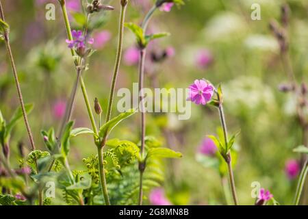 Red campion (Silene dioica) in a Pembrokeshire hedgerow Stock Photo