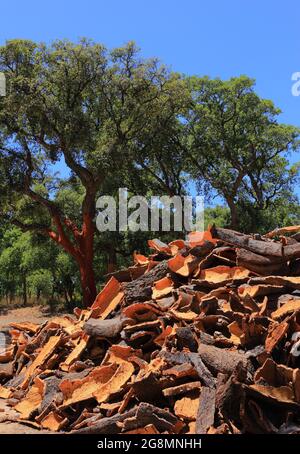 Portugal, Alentejo region. Newly harvested cork oak, with bark drying in the sunshine. (unprocessed cork) Natural, sustainable resource. Shallow focus Stock Photo