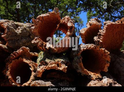 Portugal, Alentejo region. Newly harvested cork oak bark drying in the sunshine. (unprocessed cork) Natural, sustainable resource. Shallow focus Stock Photo