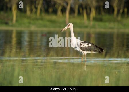 Maguari stork , (Ciconia maguari)  in wetland environment, La Pampa Province, Patagonia, Argentina. Stock Photo