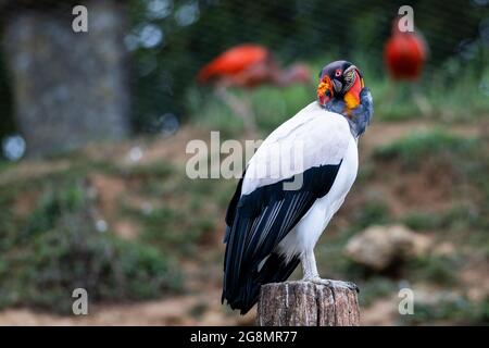 A king vulture resting on the mountain Stock Photo