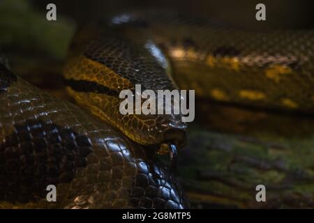 Portrait of a green anaconda in the jungle Stock Photo
