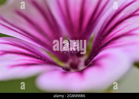 Close up of a zebra mallow blossom Stock Photo