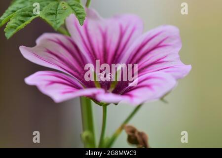 Close up of a zebra mallow blossom Stock Photo