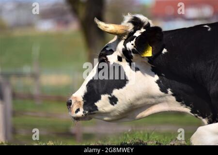 Portrait of the head of a black and white cow against a blue sky with trees Stock Photo