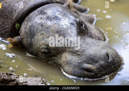 A pygmy hippo sleeping in the mud Stock Photo