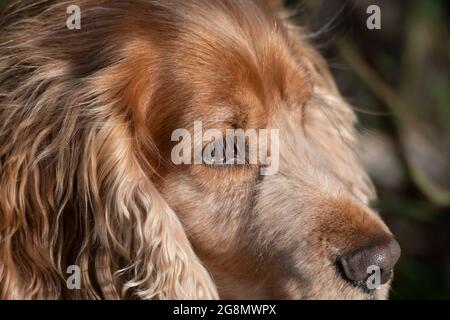 Sprocker dog Stock Photo