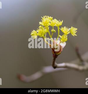 Norway maple (Acer platanoides) bud coming out Stock Photo